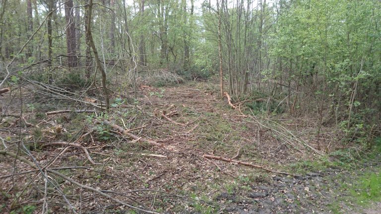 Durchforstungsarbeiten in Hinsbeck nach Protest jetzt naturschonender