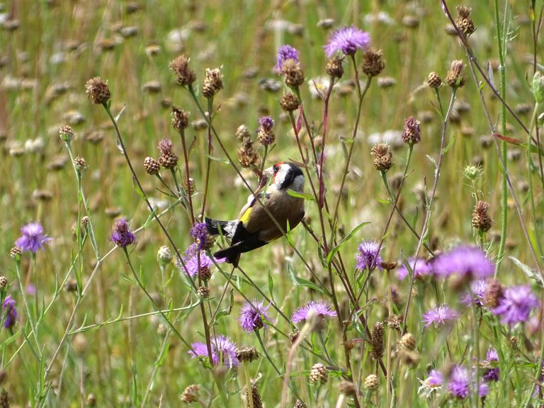 Biodiversität in Nettetal stärken – Grüne beantragen Mitgliedschaft im „Bündnis Kommunen für biologische Vielfalt“